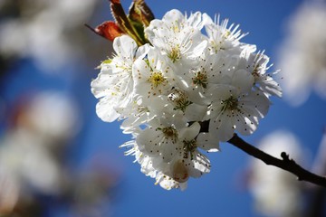 White flowers Sweet cherry, cherry blossoms under blue sky