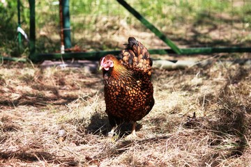 Hen, Golden Laced Wyandotte Chicken yellow black fringed