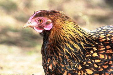 Hen, Golden Laced Wyandotte Chicken yellow black fringed