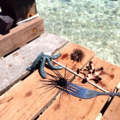 Sea urchin and starfish 