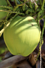 Green coconuts on the palm