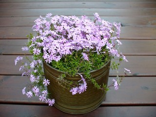 Pink moss phlox 