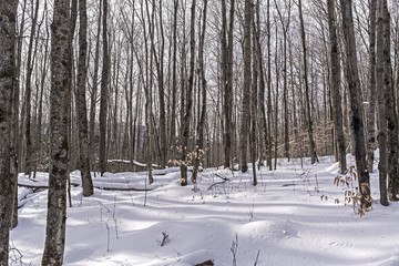 forêt sous la neige pendant l'hiver
