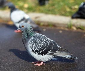 Cesar dove