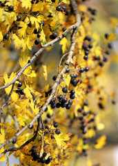 black berries