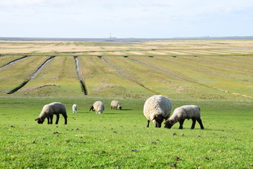 Salzwiese vor Westerhever Leuchtturm
