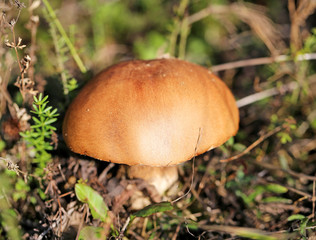 beautiful mushroom boletus