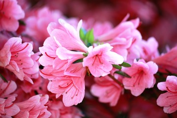 Fototapeta premium 'Kermesina Rose' Japanese Azalea pink 