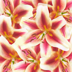 lily flowers background