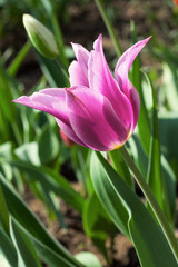 pink tulip in a garden