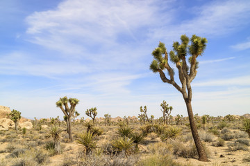 Joshua Tree with flowers in Joshua Tree National Park