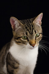 Obraz premium Cat Portrait