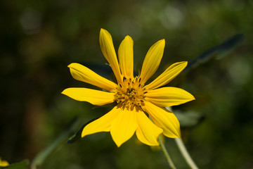 Fleur de Coreopsis