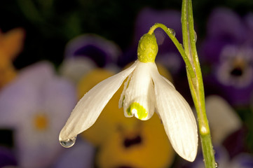 snowdrop with pansies in the background