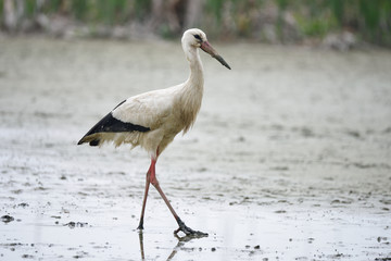 Cicogna nella palude