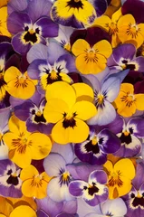 Keuken foto achterwand Viooltjes gemengde kleuren van viooltjes in de tuin