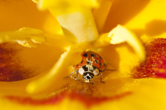 close  up lady bug in yellow tulip