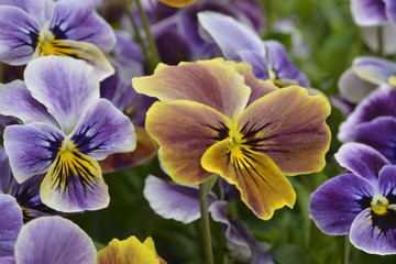 different colors  pansies in garden