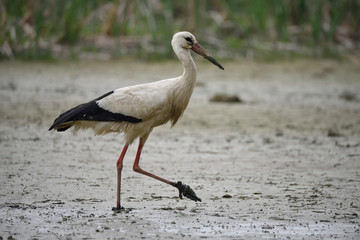 Cicogna nella palude