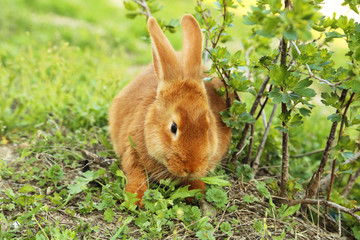 Young red rabbit on grass