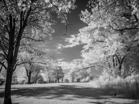 trees in infrared