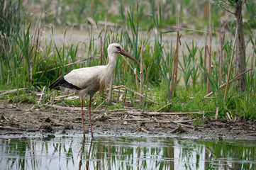 Cicogna bianca in palude
