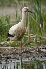 Cicogna bianca in palude