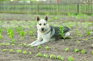 Pies husky leżący w ogrodzie