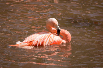Fototapeta premium Flamingo