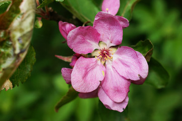 pink flowers of the apple tree