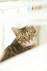 Beautiful shorthair cat