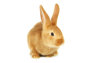 Young red rabbit isolated on white