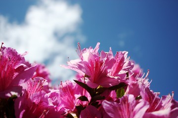 Japanese Azalea 'Königstein' purple violet on Lago Maggiore