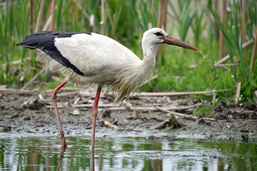 Fototapeta premium Cicogna bianca in palude
