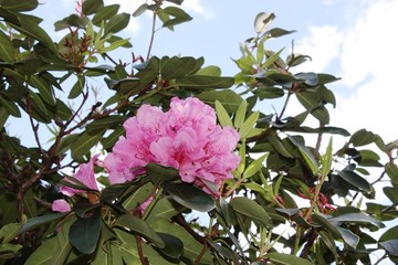 Rhododendron Hybride 'Berliner Liebe' Beautiful colorful flower
