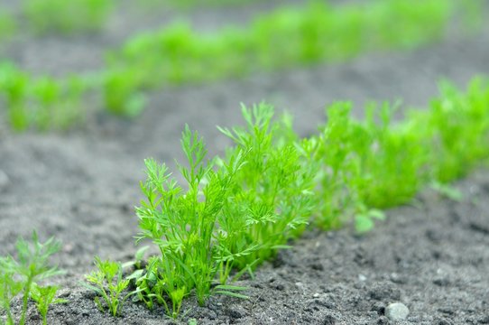 Młoda marchew rosnąca w ogrodzie