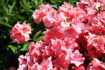 Azalea 'Falkenstein' pink flowers with subtly corrugated hems