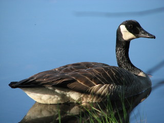 Canadian Goose