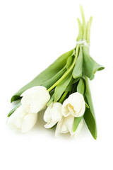 White tulips isolated on white