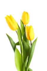 Fototapeta premium Yellow tulips on white background
