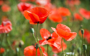  red poppies
