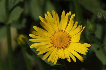 Yellow flower (Doronicum) - macro.