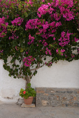 Bougainvillea