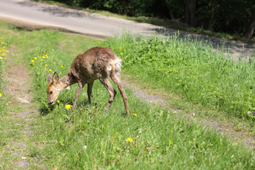 Sick young roe (Capreolus capreolus)