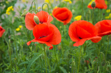 red poppies