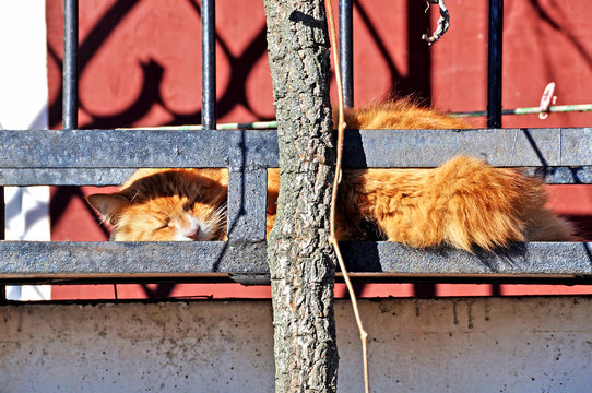 lazy cat sleeping sweet on the balcony