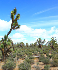 Joshua trees