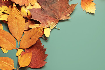 autumn leaves on blue background