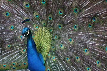 Fototapeta premium pfau