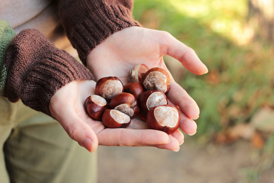 conkers in female hands